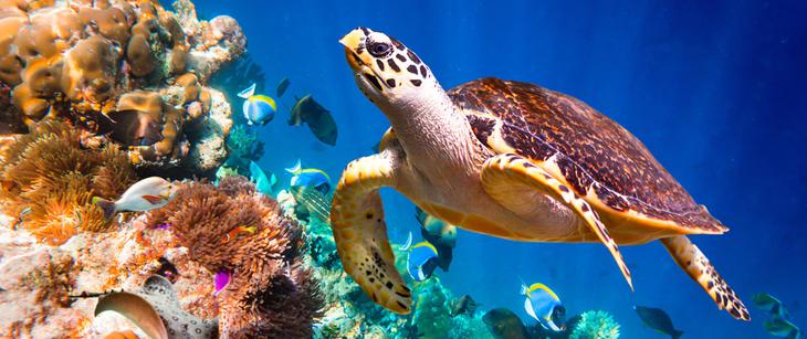 普吉岛亲子游景点推荐：普吉岛水族馆（图片来源：普吉岛水族馆）