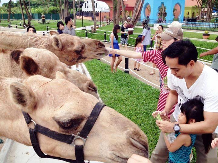 華欣七岩駱駝主題公園&nbsp;（圖片來源：Camel Republic官方臉書粉專）